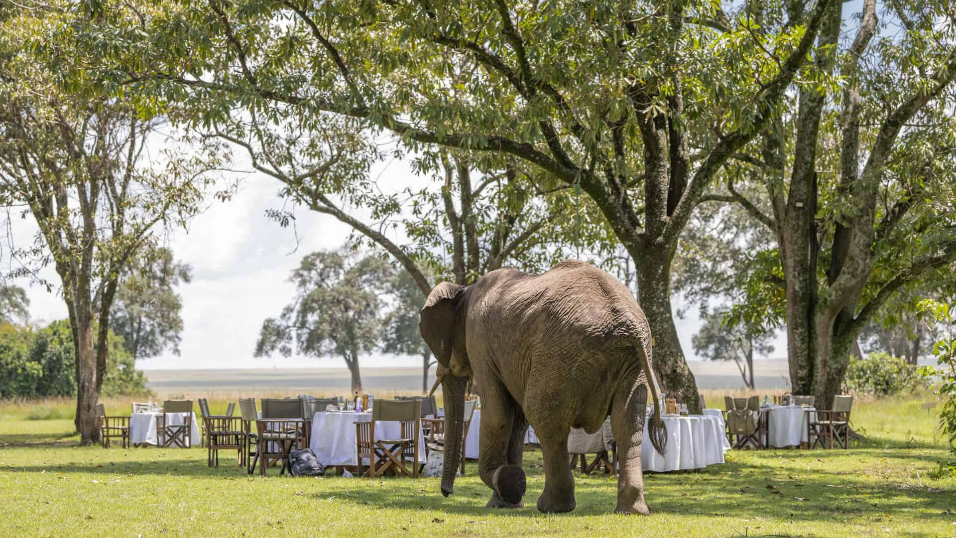 Breakfast with Elephants, Governors Camp
