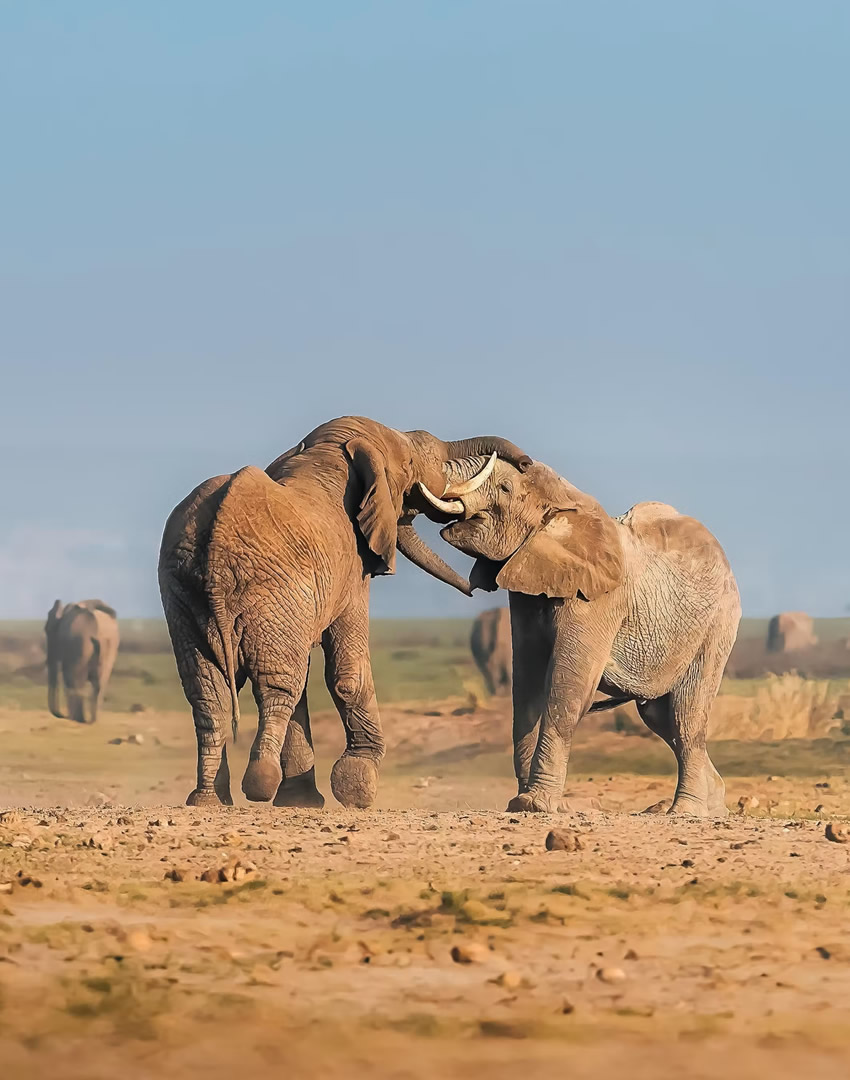 Amboseli National Park