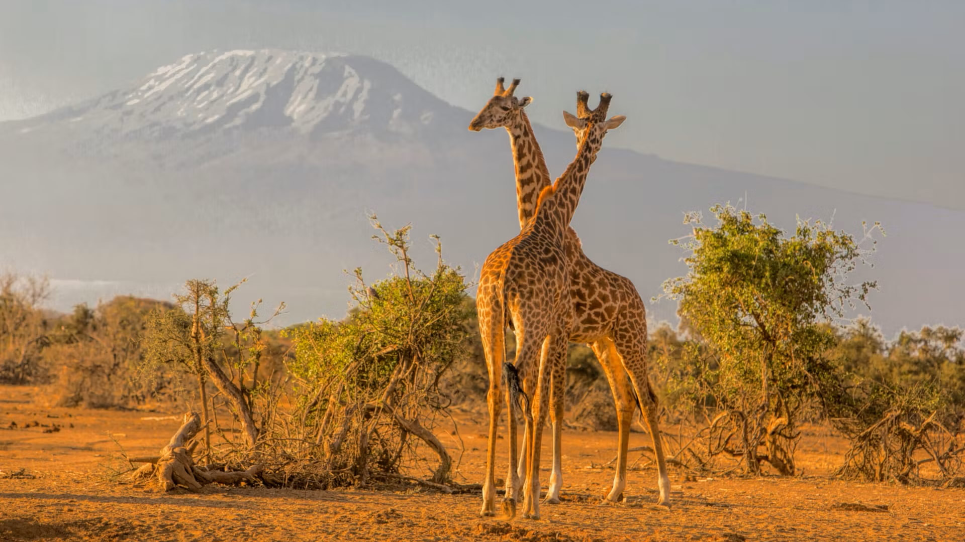 Amboseli National Park Amboseli National Park