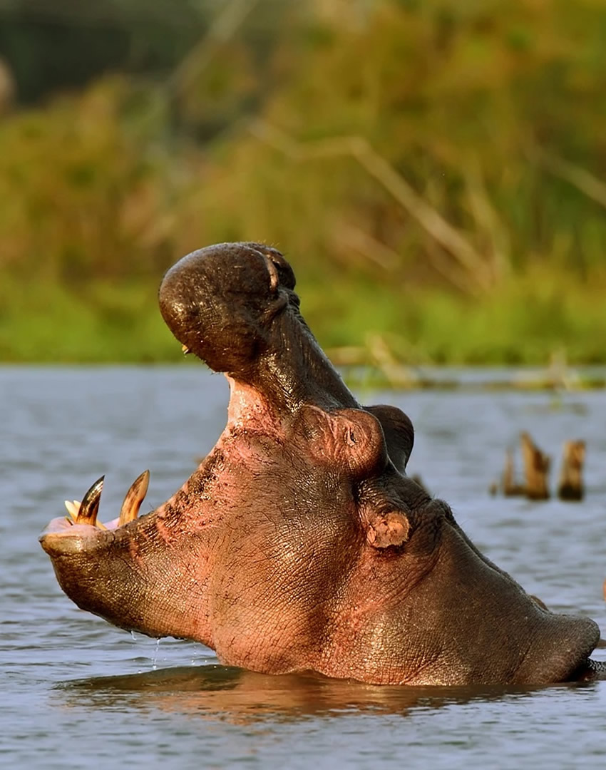 Lake Nakuru National Park