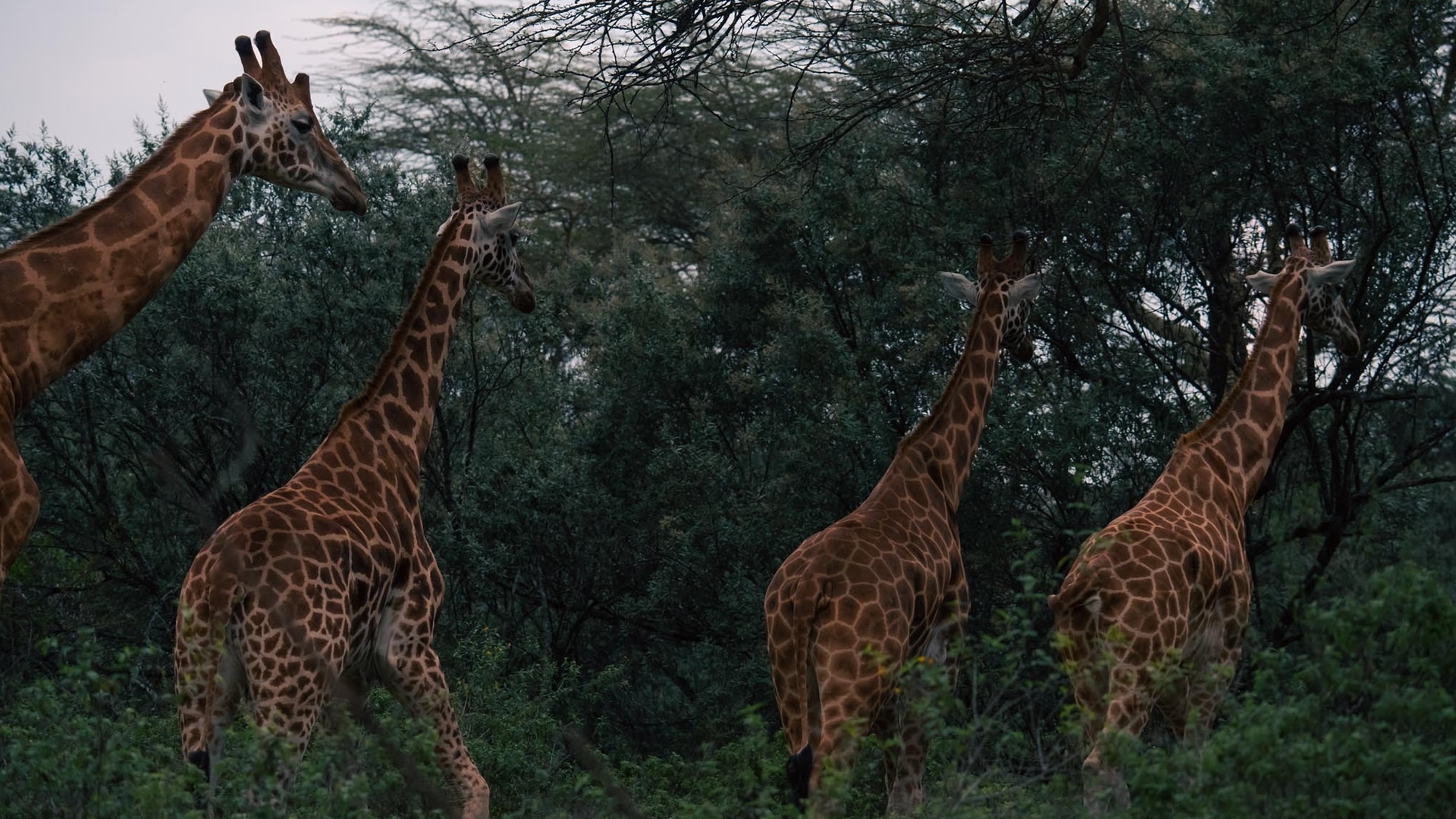 Lake Nakuru National Park Lake Nakuru National Park