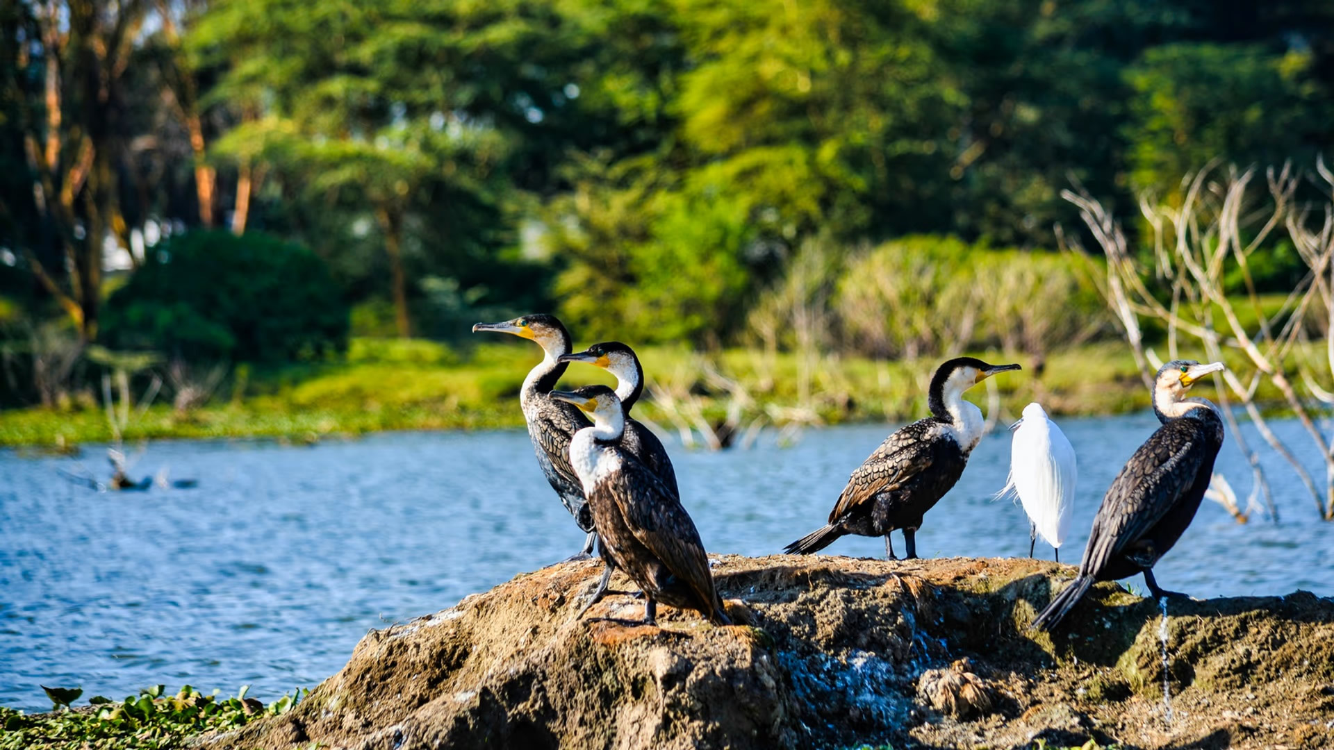 Lake Nakuru National Park Lake Nakuru National Park