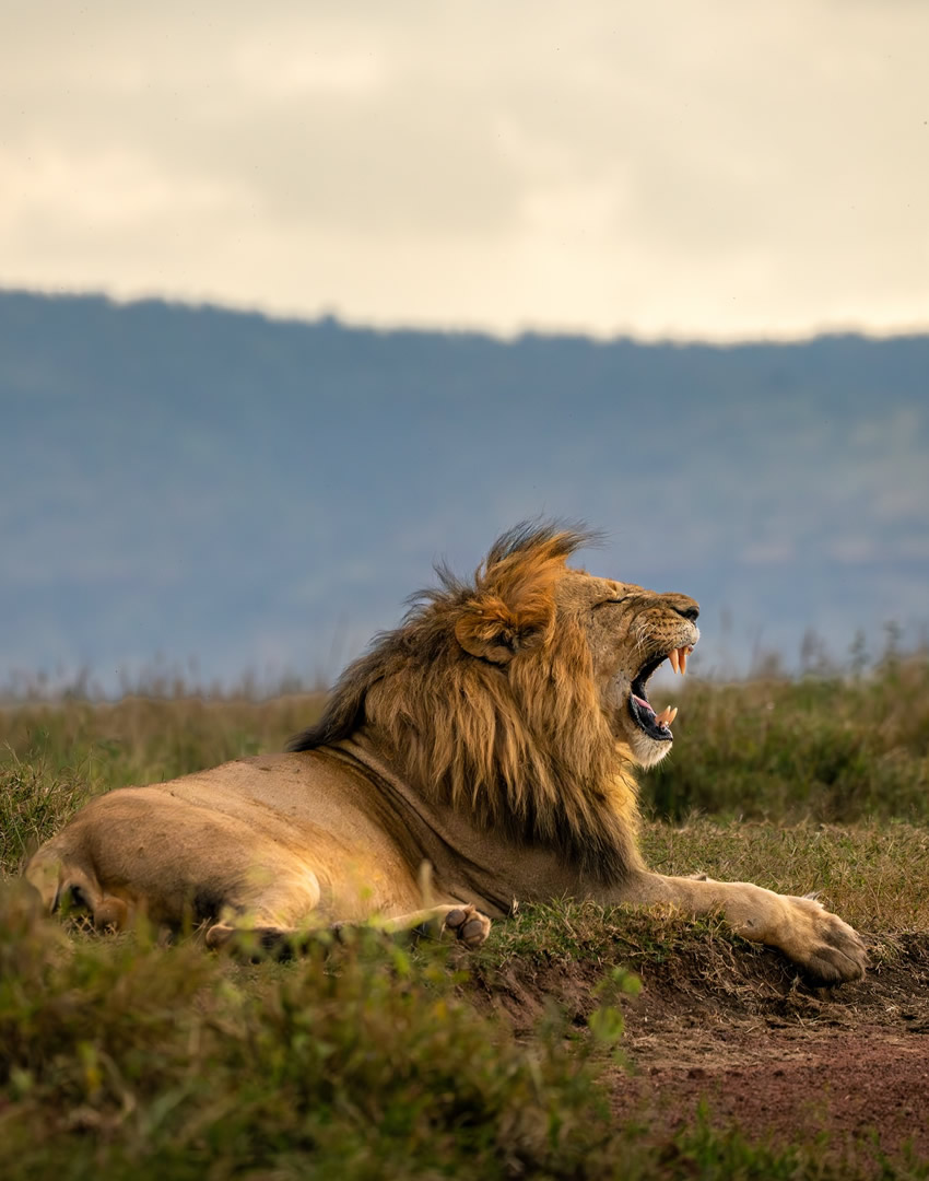 Lewa Conservancy