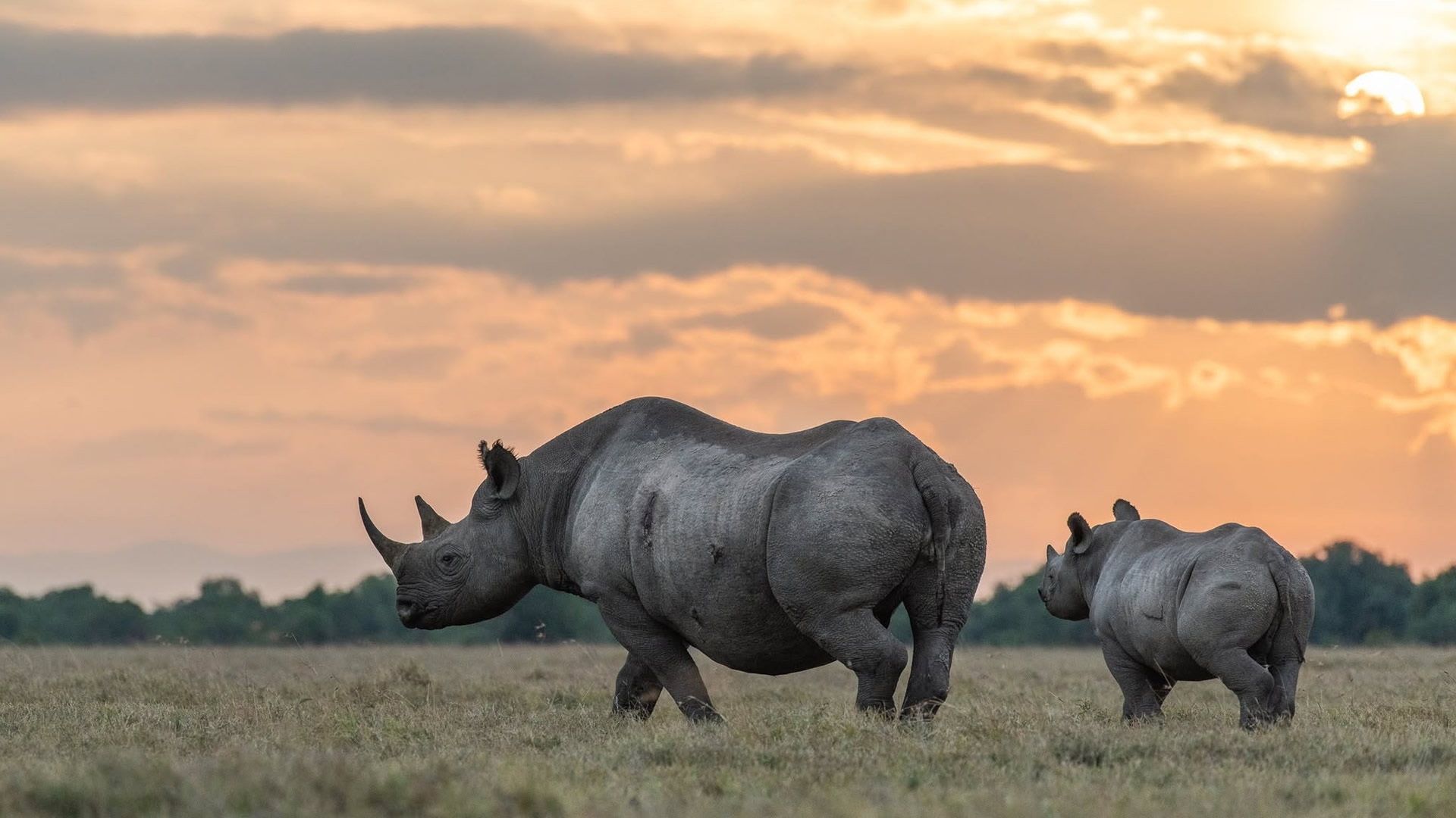 Lewa Wildlife Conservancy Lewa Wildlife Conservancy