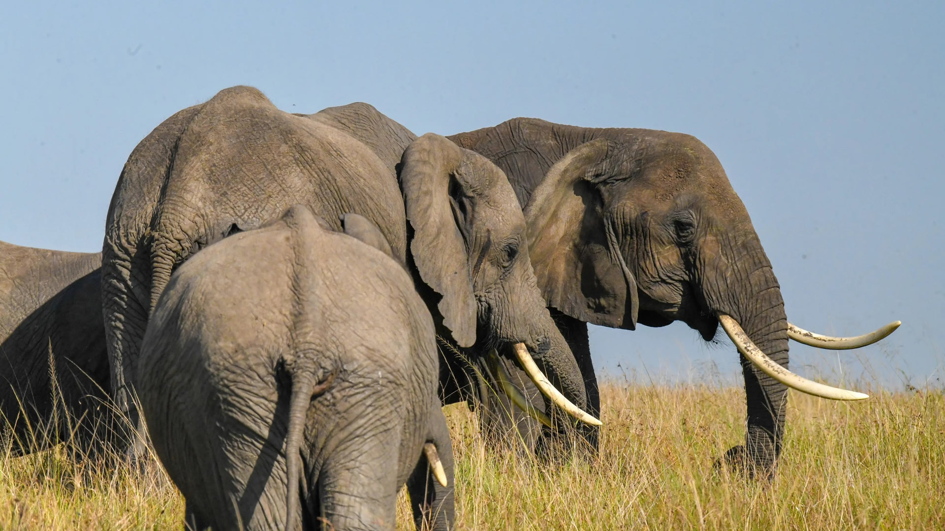 Lewa Wildlife Conservancy Lewa Wildlife Conservancy