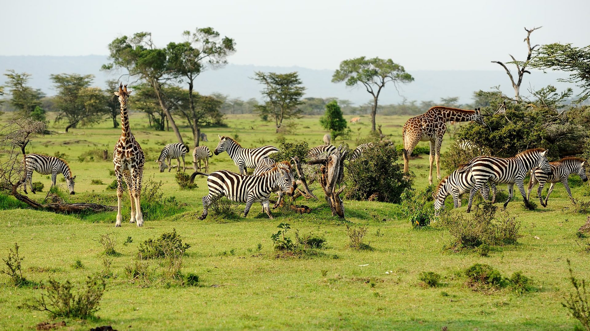 Maasai Mara Game Reserve Maasai Mara Game Reserve