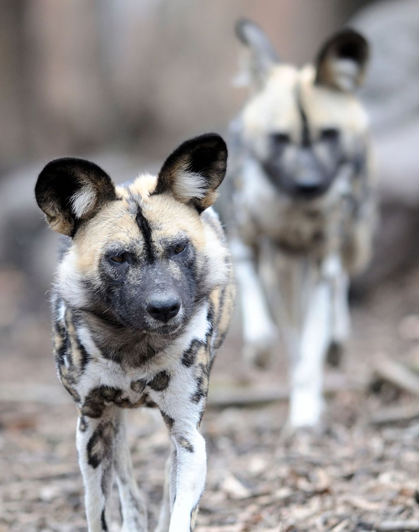 Meru National Park