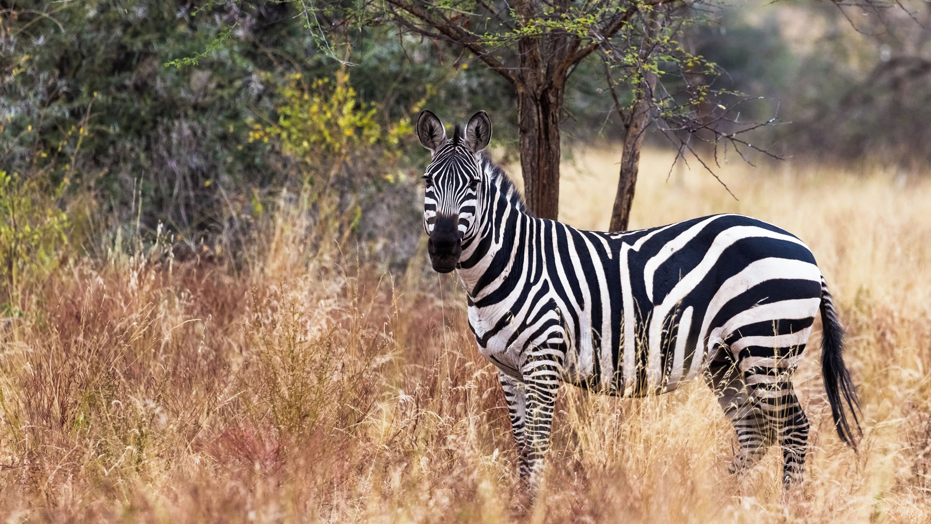 Meru National Park Meru National Park
