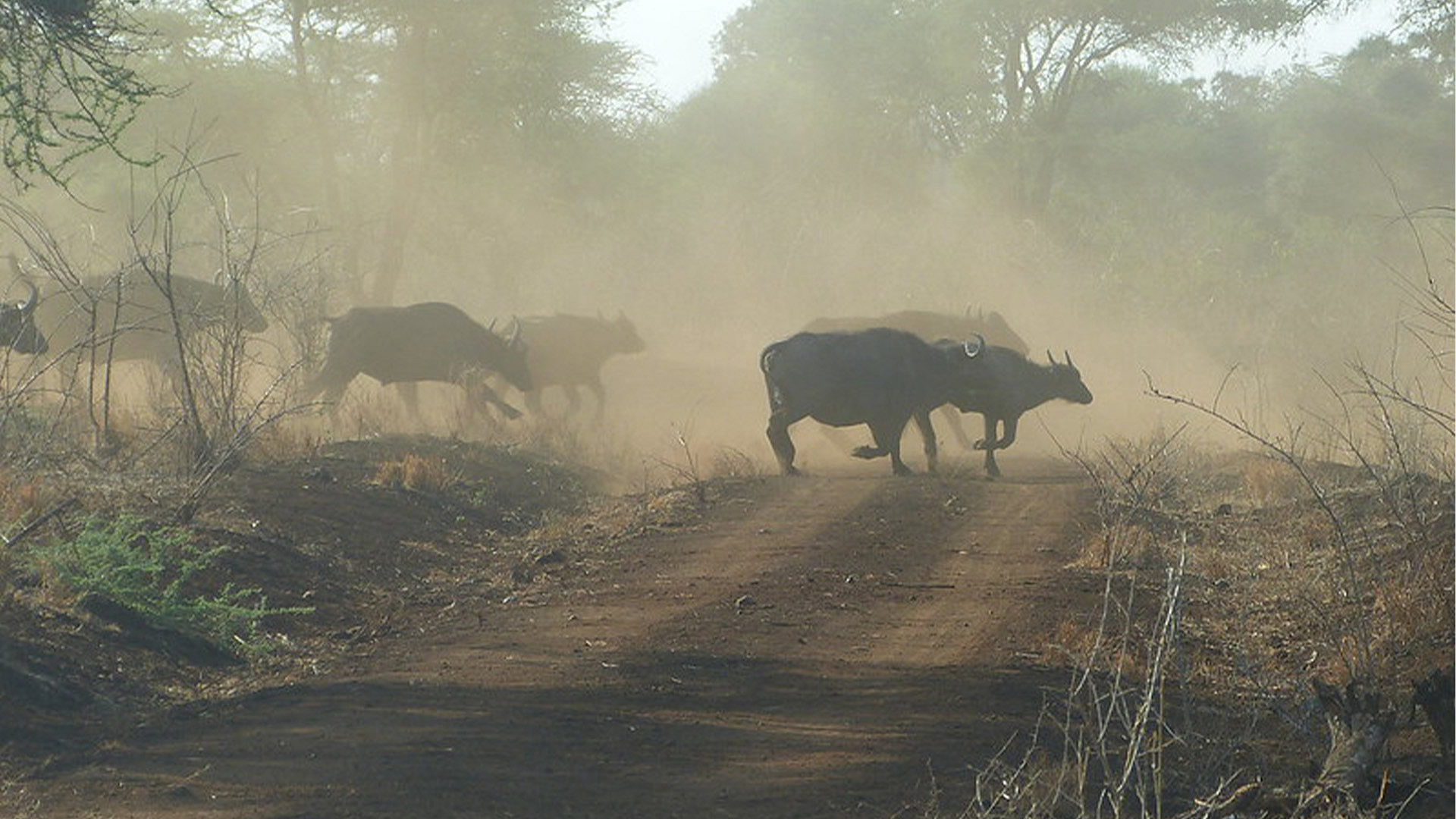 Meru National Park Meru National Park