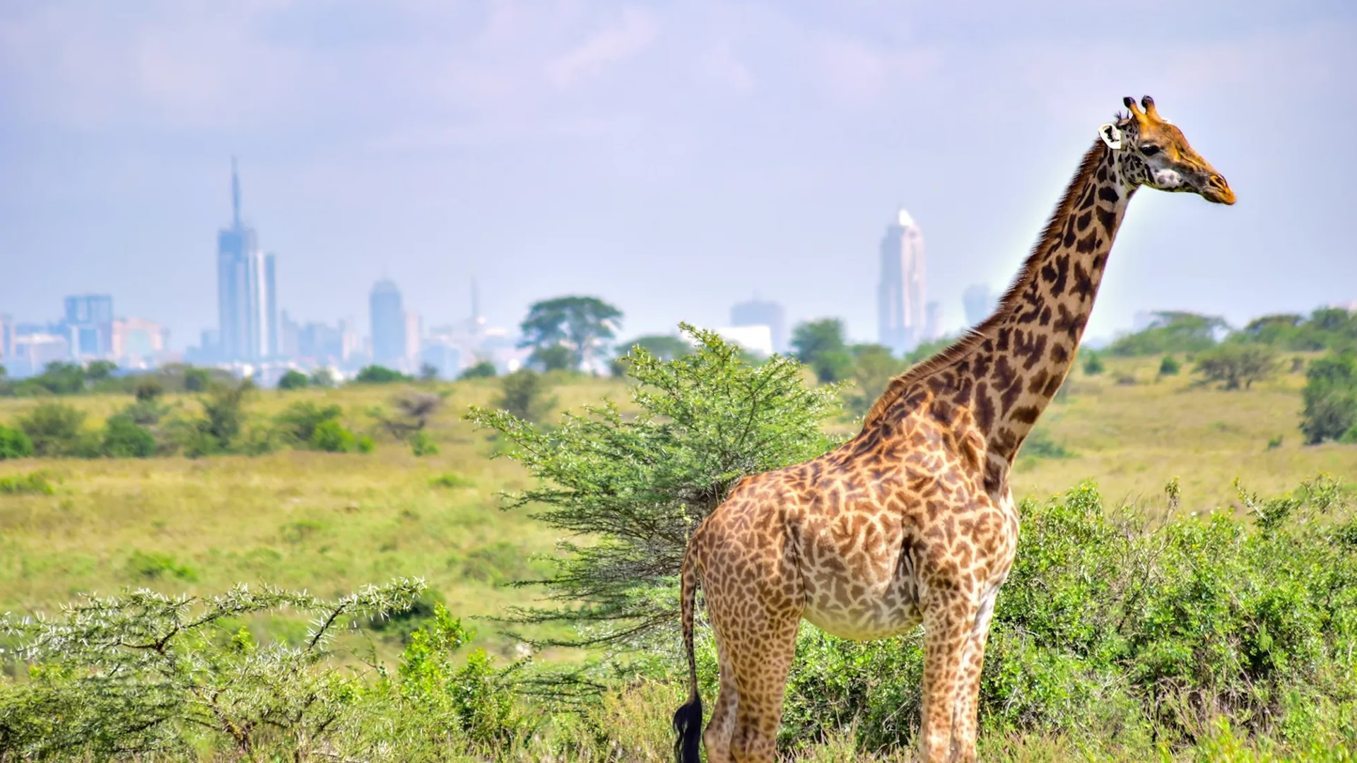Nairobi National Park Nairobi National Park