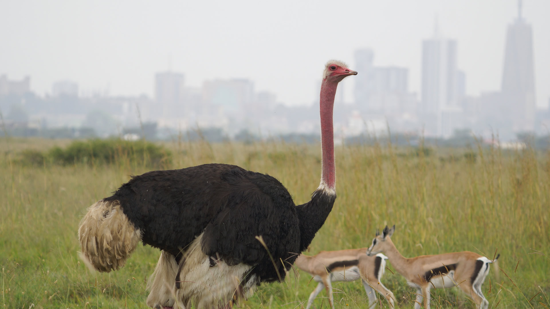 Nairobi National Park Nairobi National Park