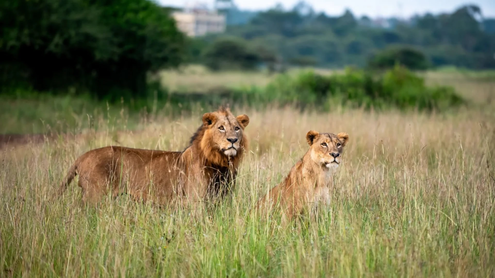 Nairobi National Park Nairobi National Park