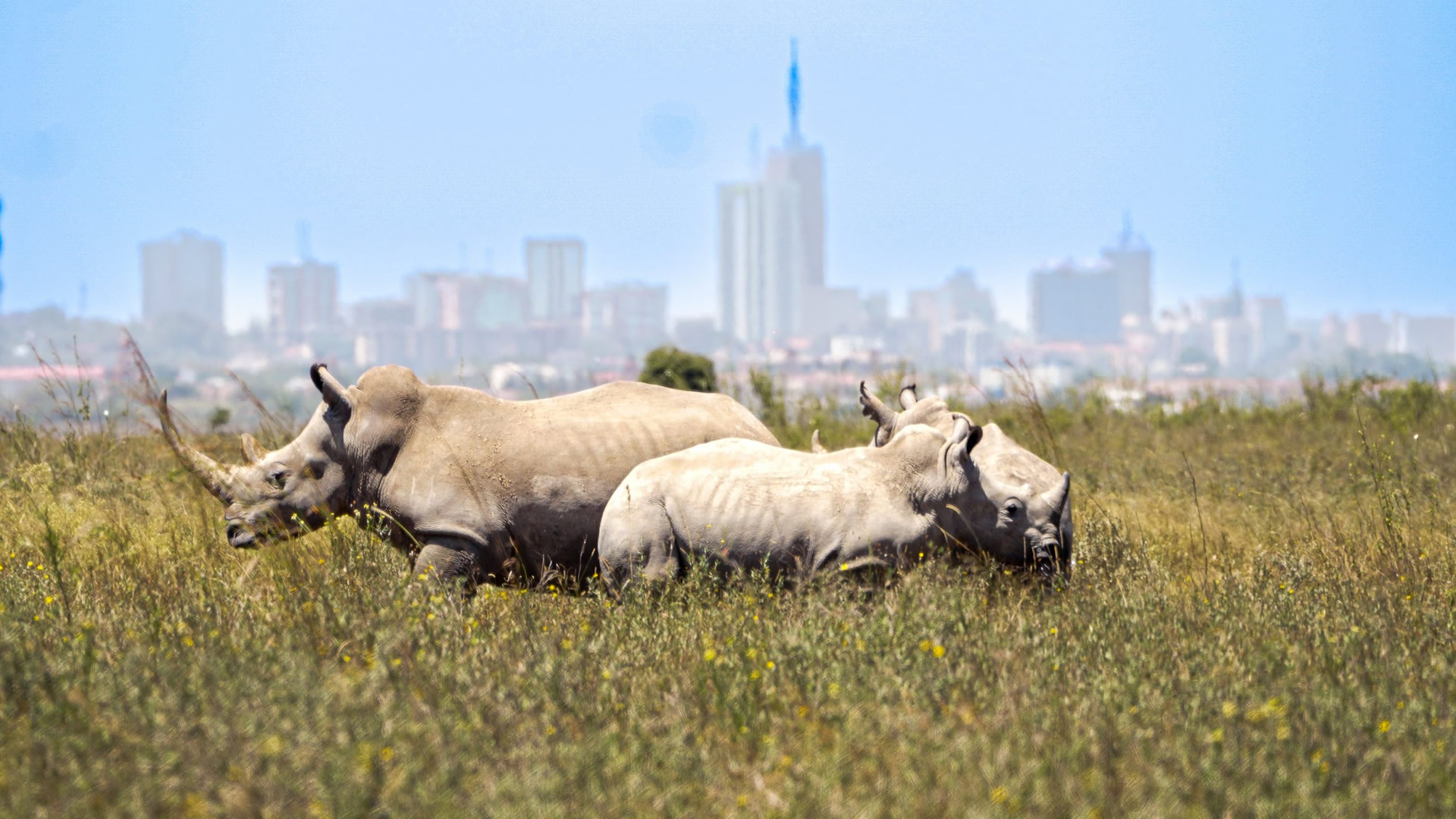 Nairobi National Park Nairobi National Park