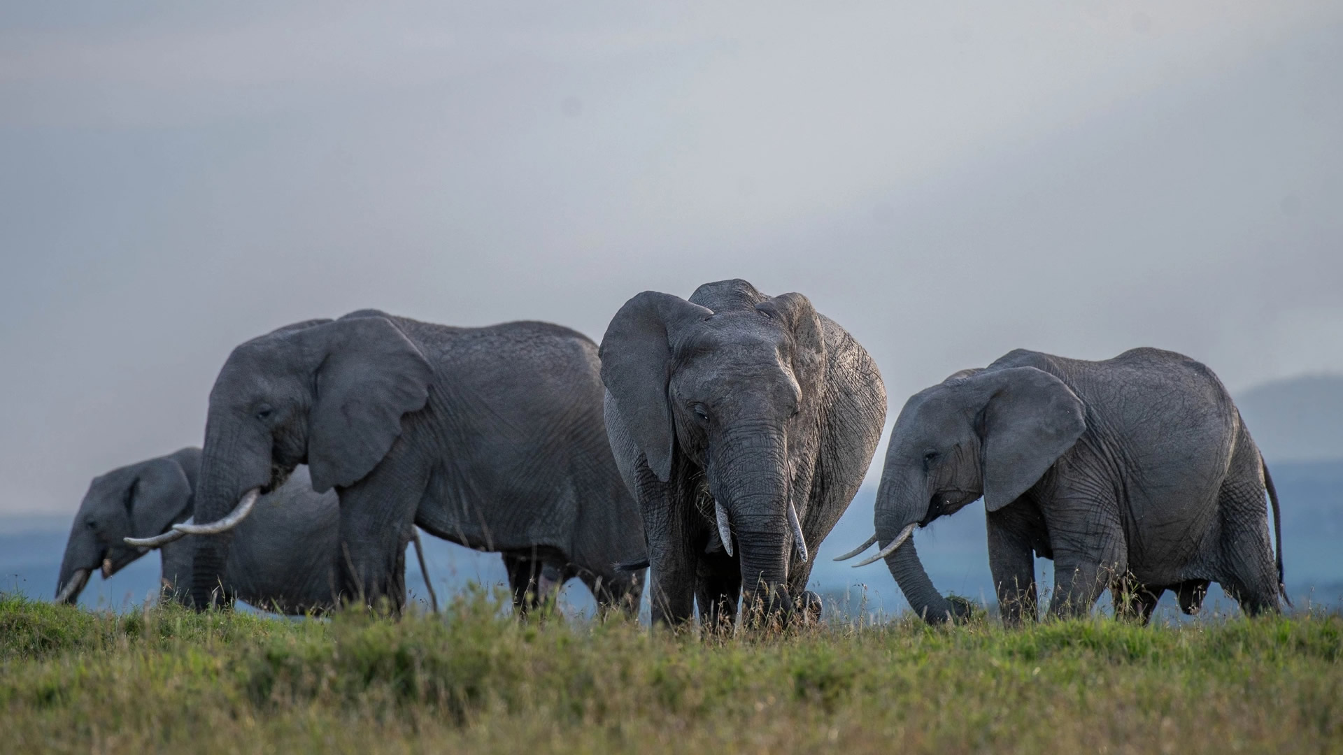 Ol Pejeta Conservancy Ol Pejeta Conservancy