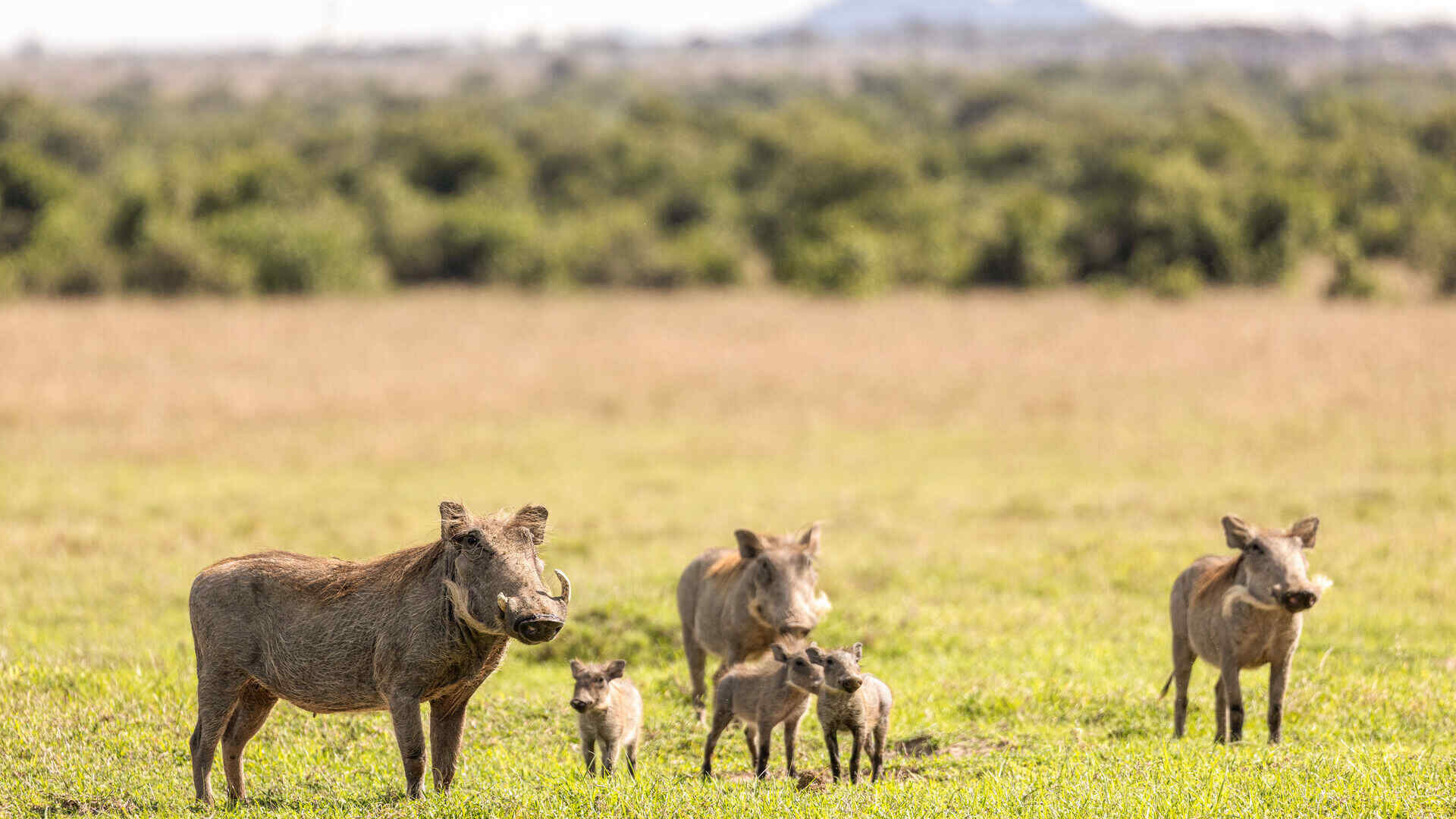Ol Pejeta Conservancy Ol Pejeta Conservancy