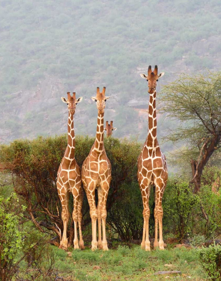 Samburu Game Reserve