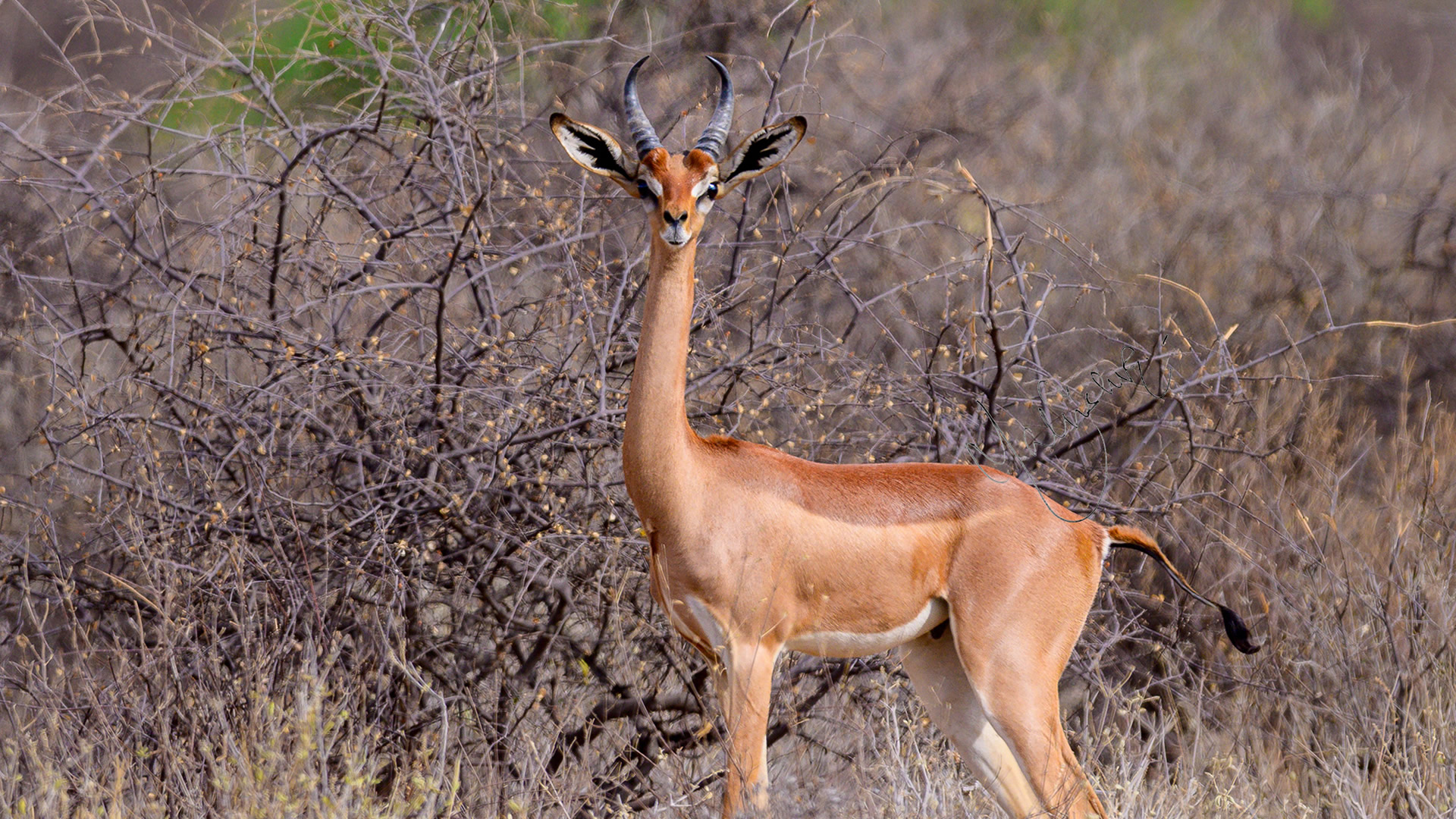Samburu National Reserve Samburu National Reserve