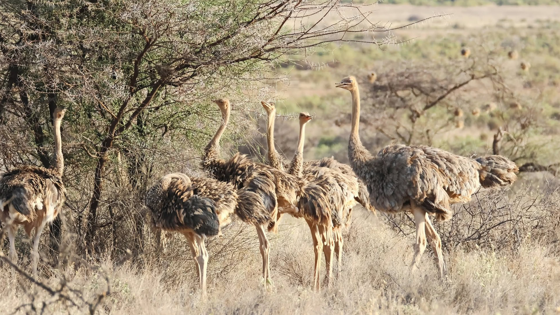 Samburu National Reserve Samburu National Reserve