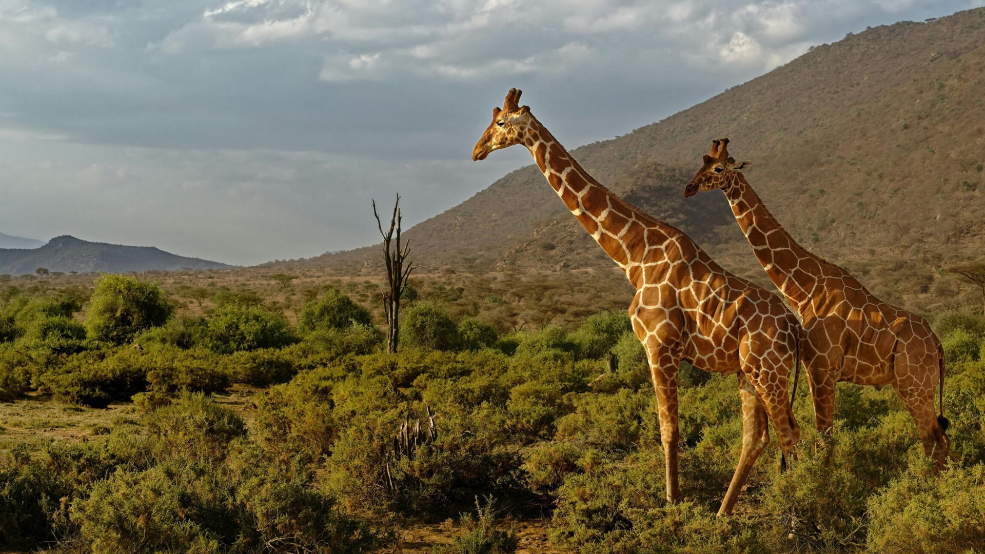 Samburu National Reserve Samburu National Reserve