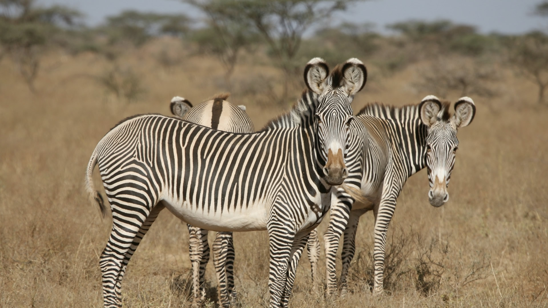 Samburu National Reserve Samburu National Reserve
