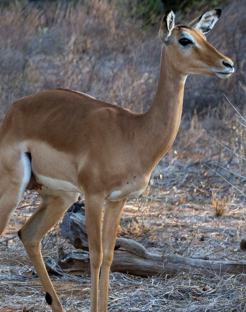 Tsavo East National Park