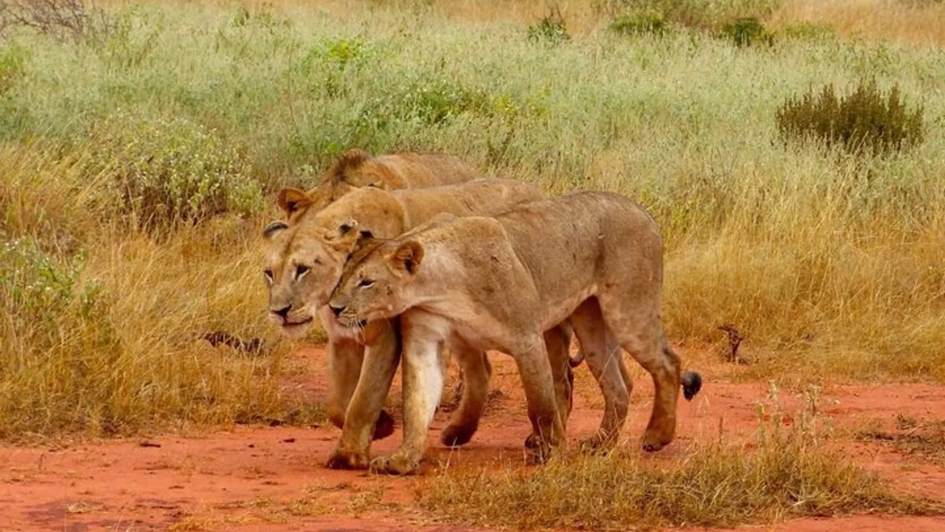 Tsavo East National Park Tsavo East National Park
