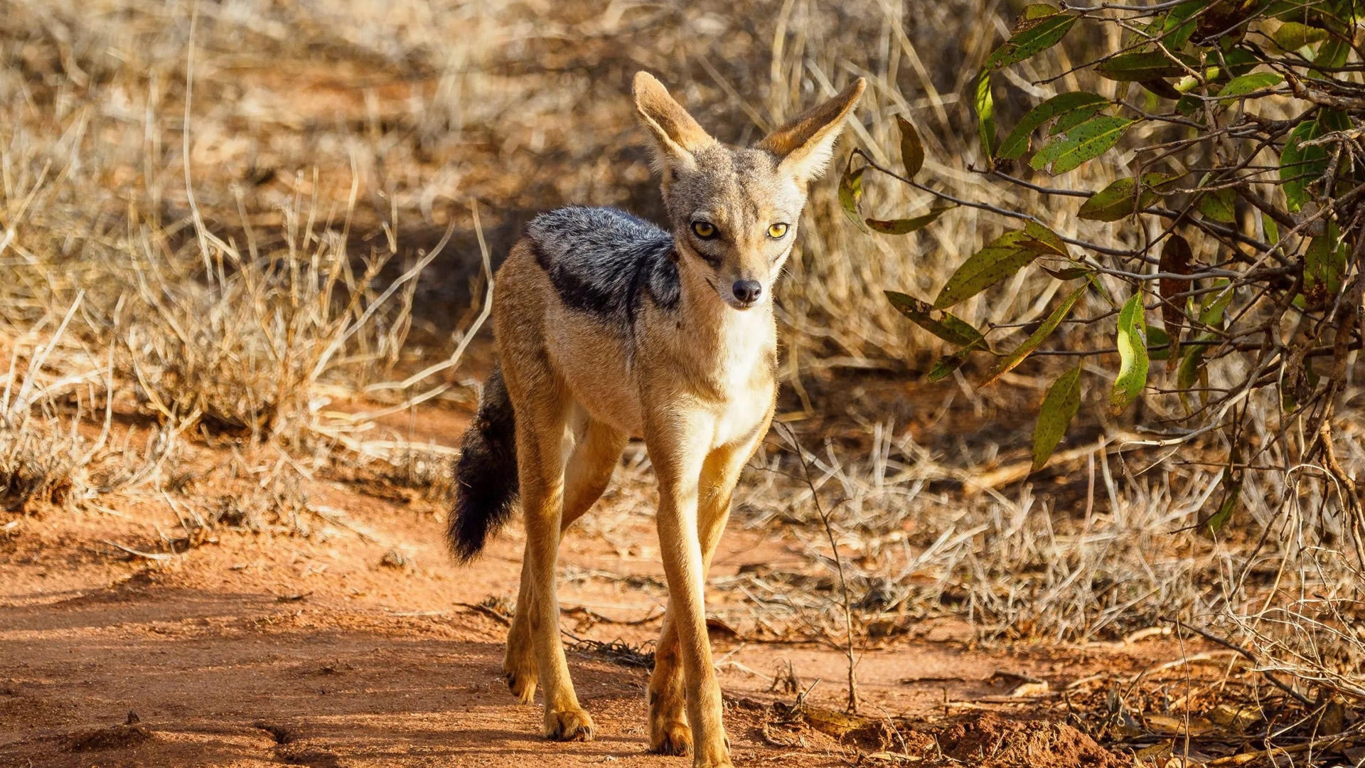 Tsavo East National Park Tsavo East National Park