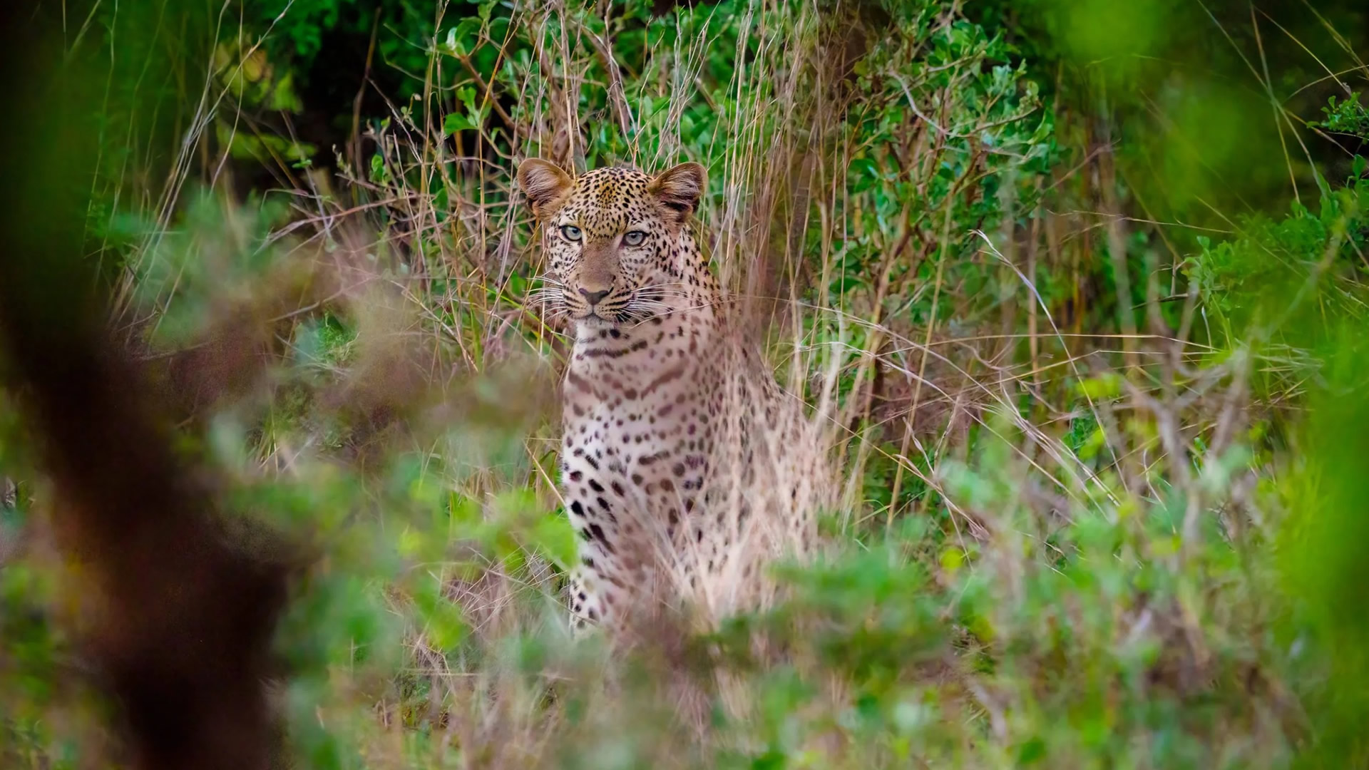 Tsavo West National Park