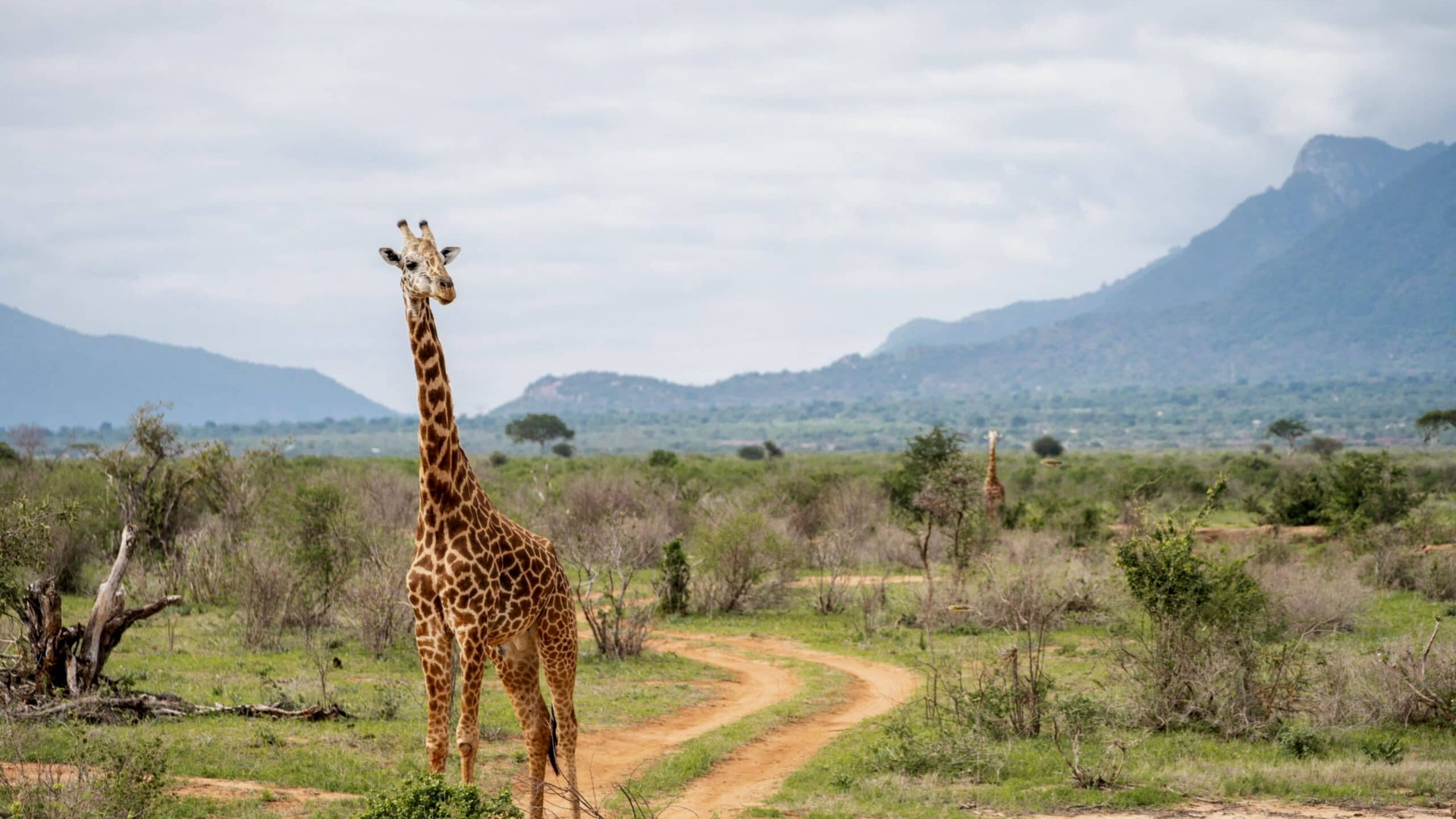Tsavo West National Park