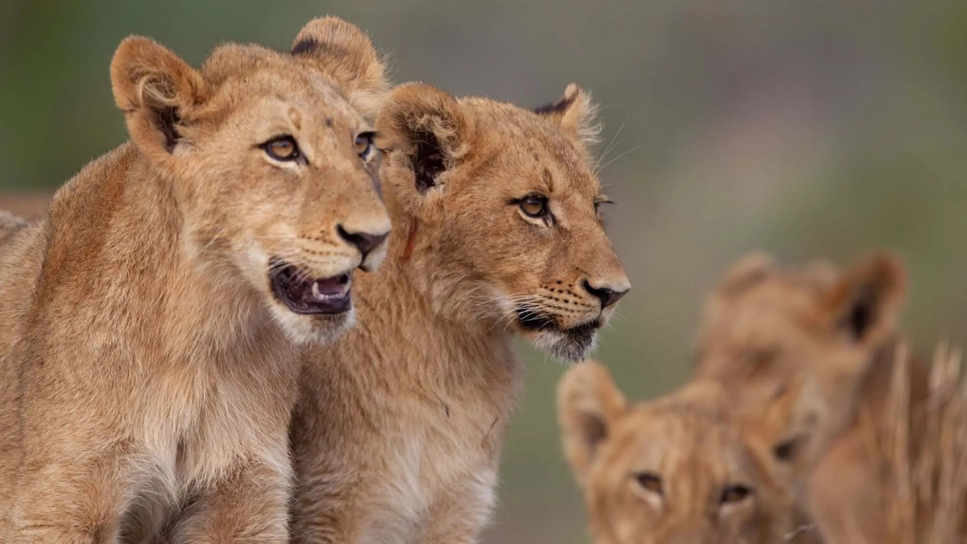Tsavo West National Park