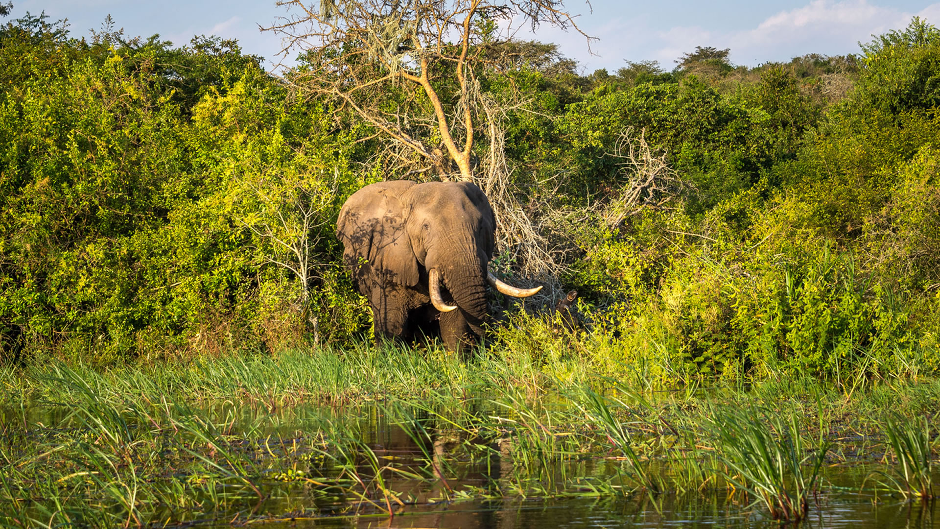 Elephant herd on the Akagera savannah with acacia woodland behind