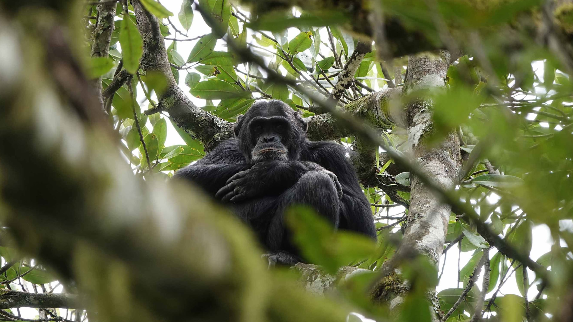 Gishwati-Mukura National Park