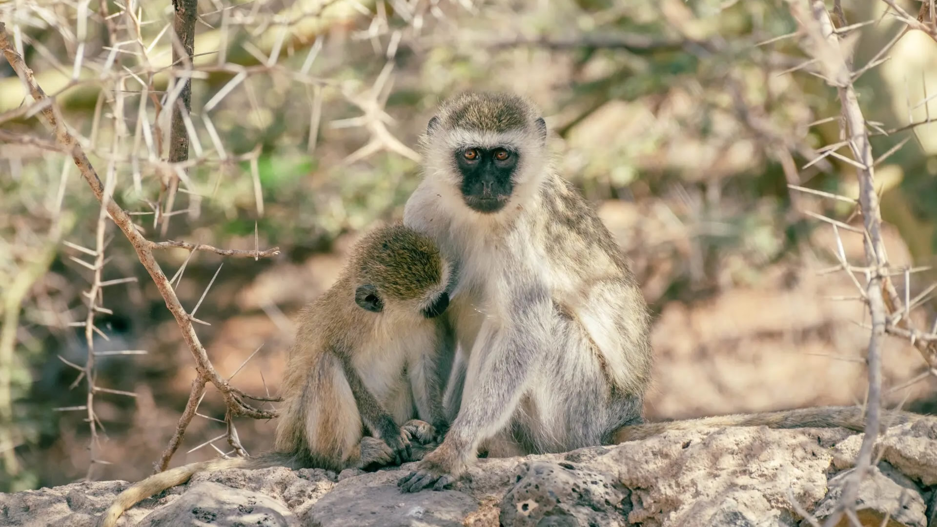 Gishwati-Mukura National Park