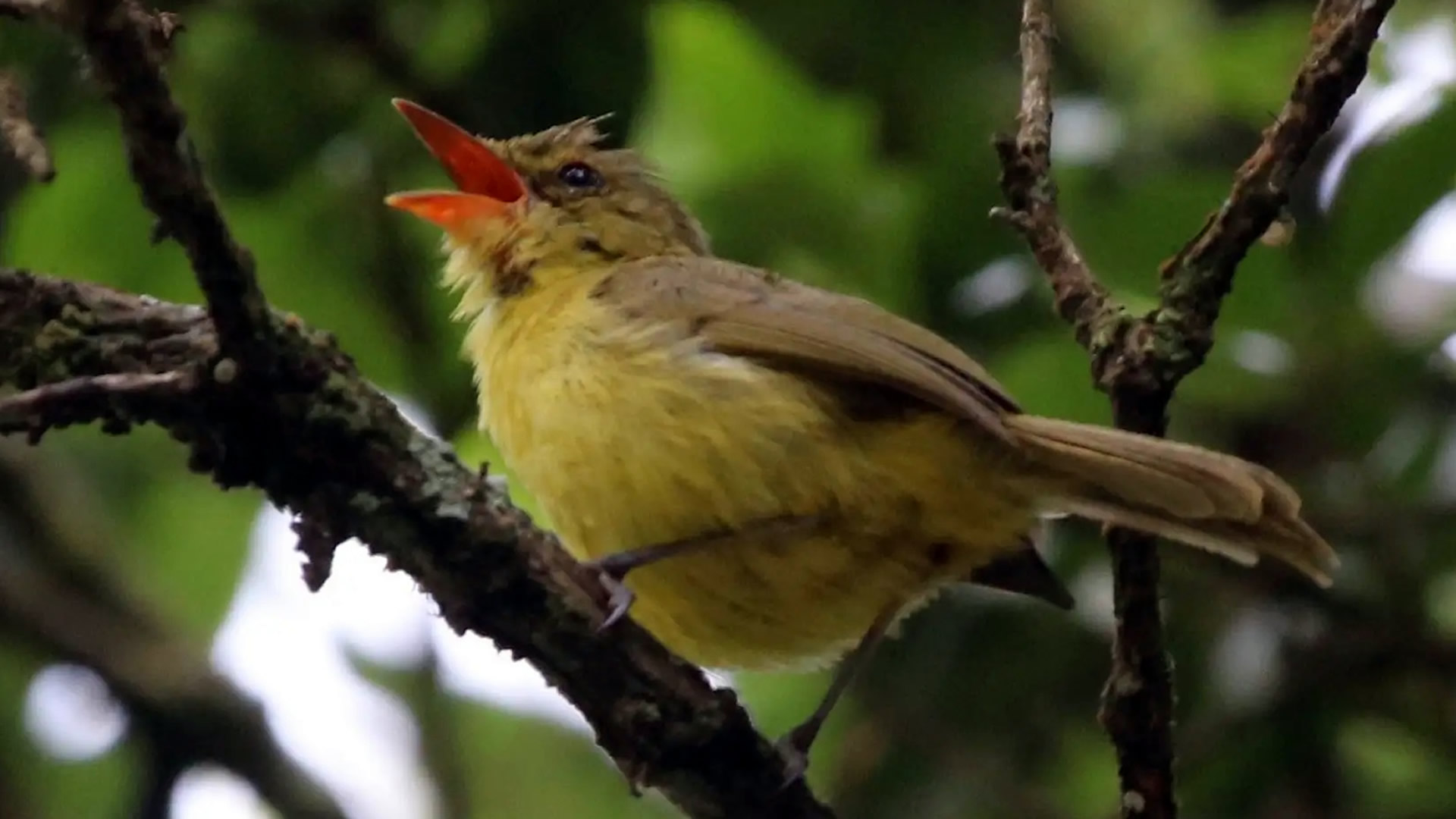 Gishwati-Mukura National Park