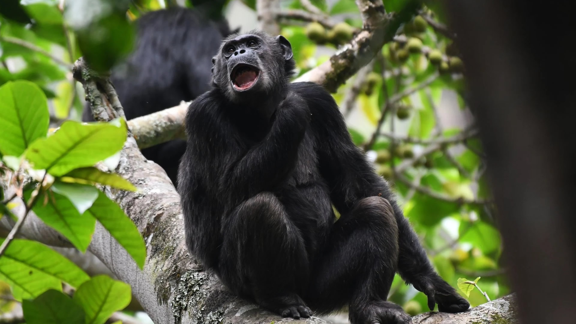 Nyungwe Forest National Park