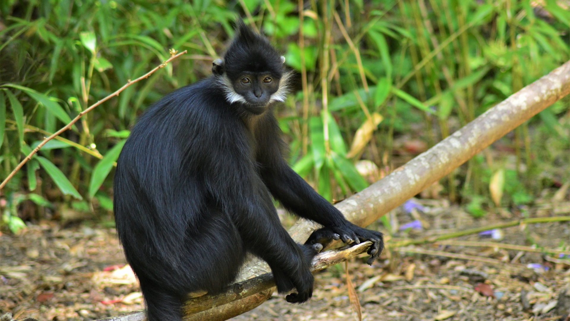 Nyungwe Forest National Park