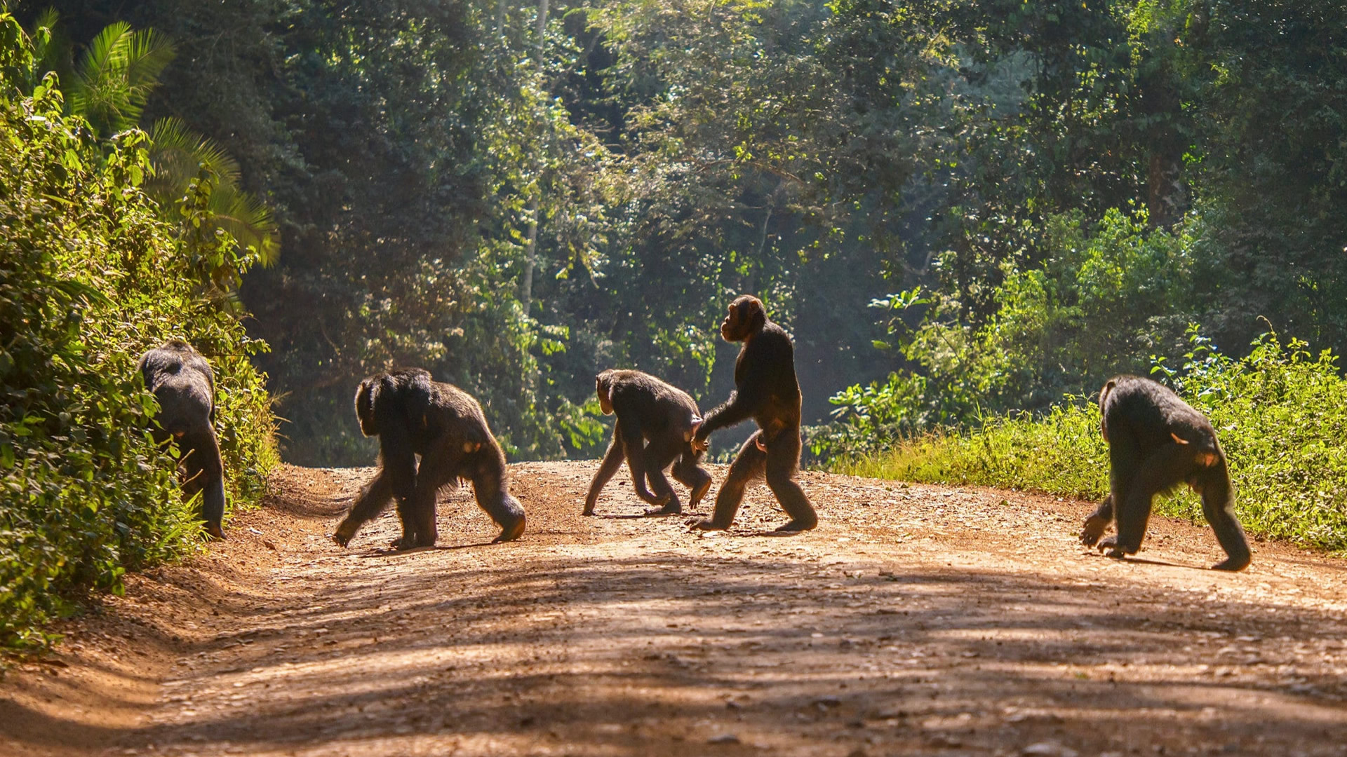 Nyungwe Forest National Park