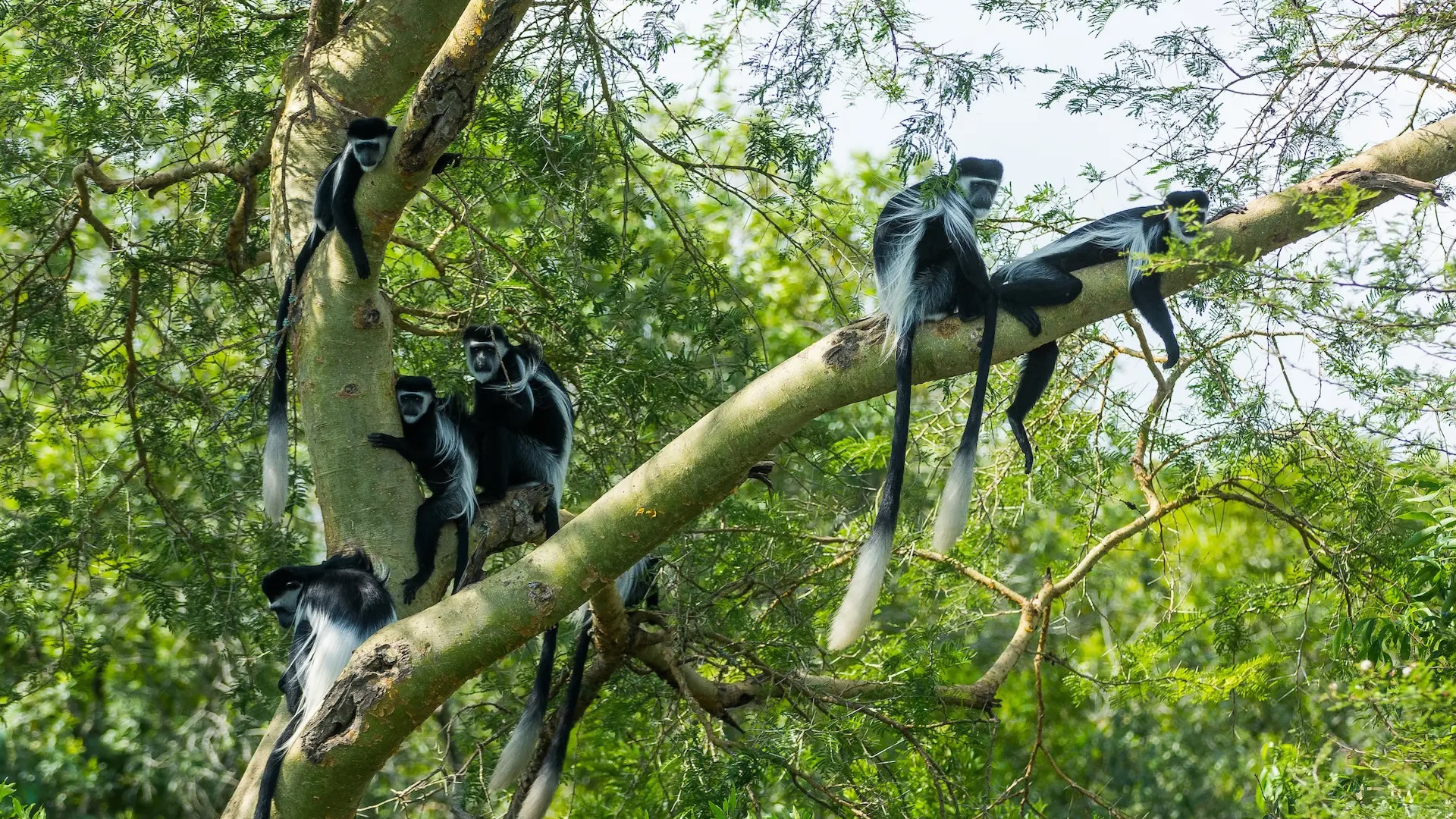 Nyungwe Forest National Park