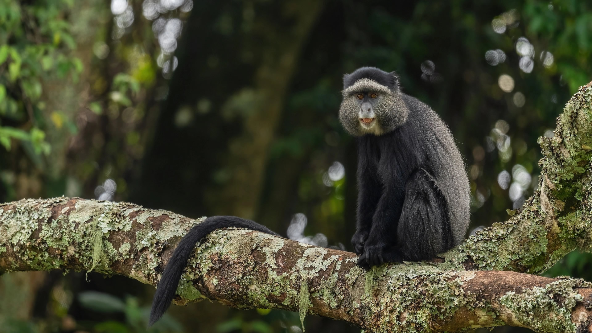 Gombe National Park Gombe National Park