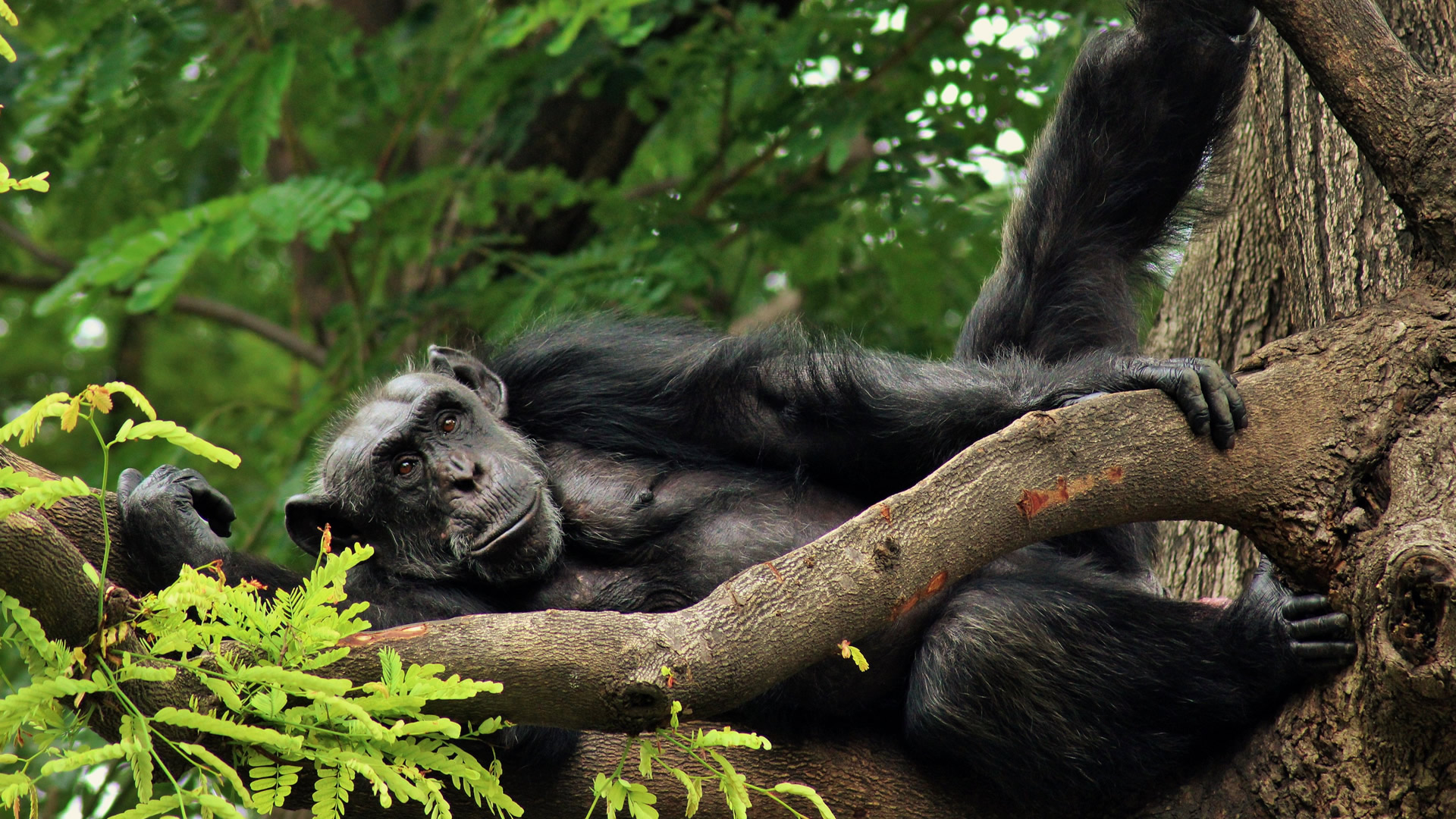 Gombe National Park Gombe National Park
