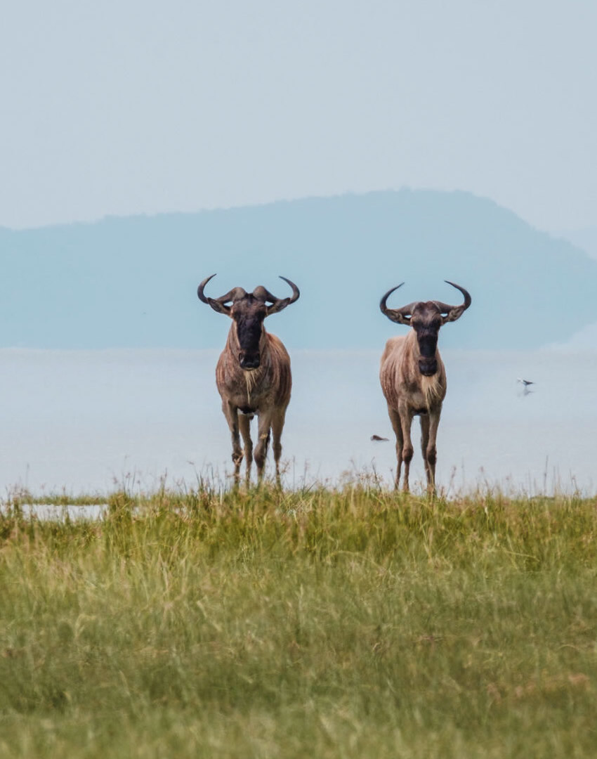 Lake Manyara National Park