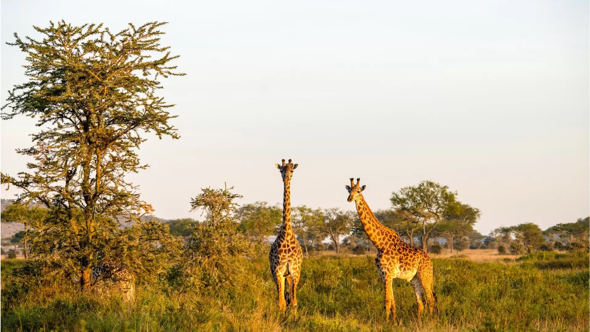 Lake Manyara National Park Lake Manyara National Park