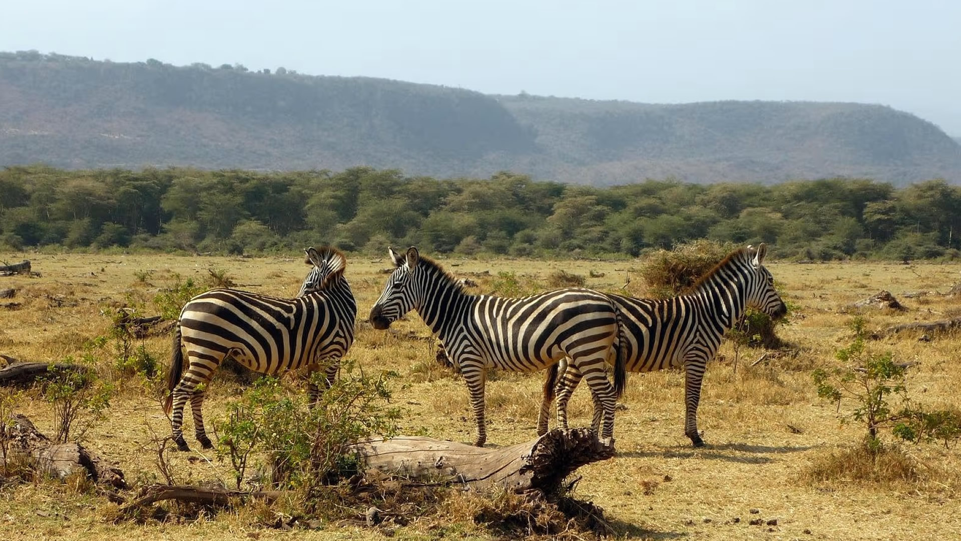 Lake Manyara National Park Lake Manyara National Park