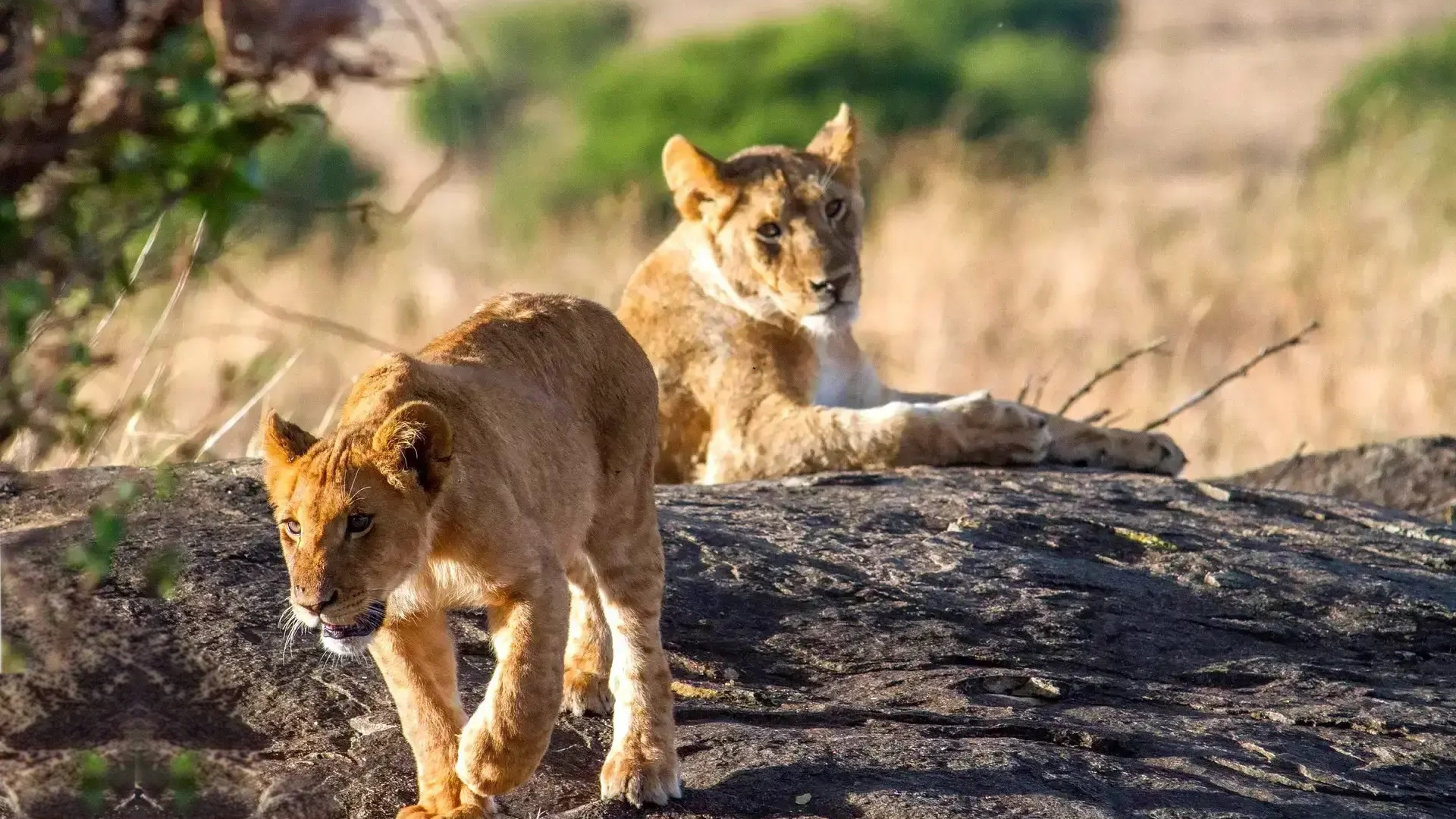 Lake Manyara National Park Lake Manyara National Park