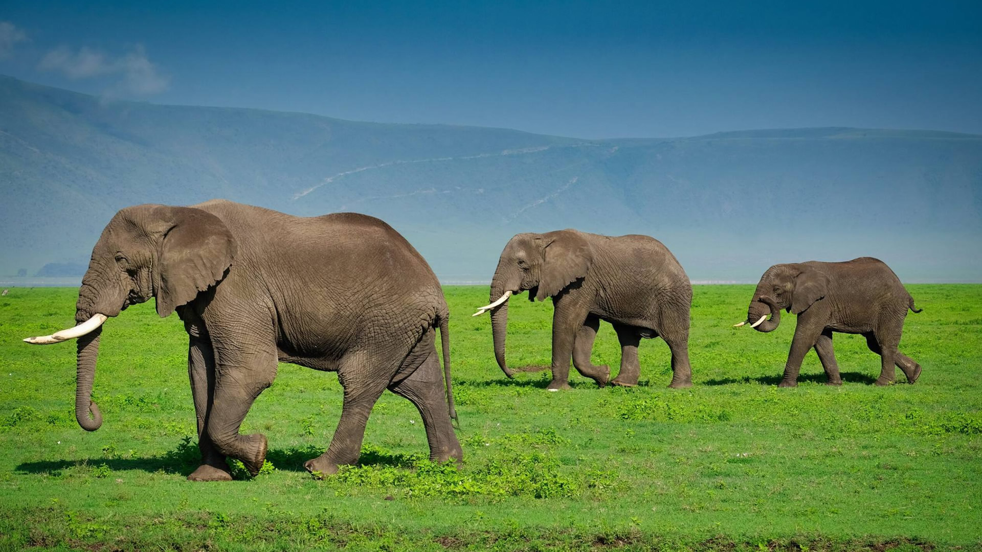 Ngorongoro Conservation Area