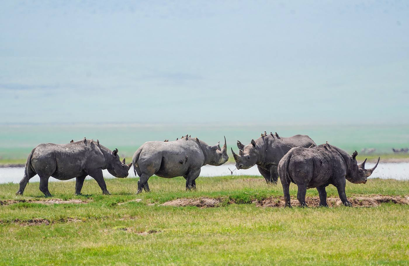 Ngorongoro Conservation Area
