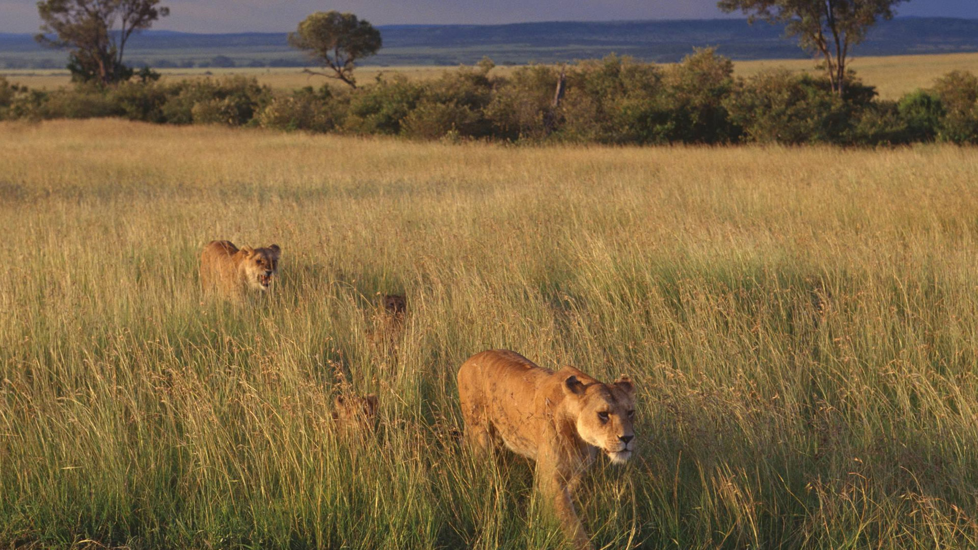 Ngorongoro Conservation Area