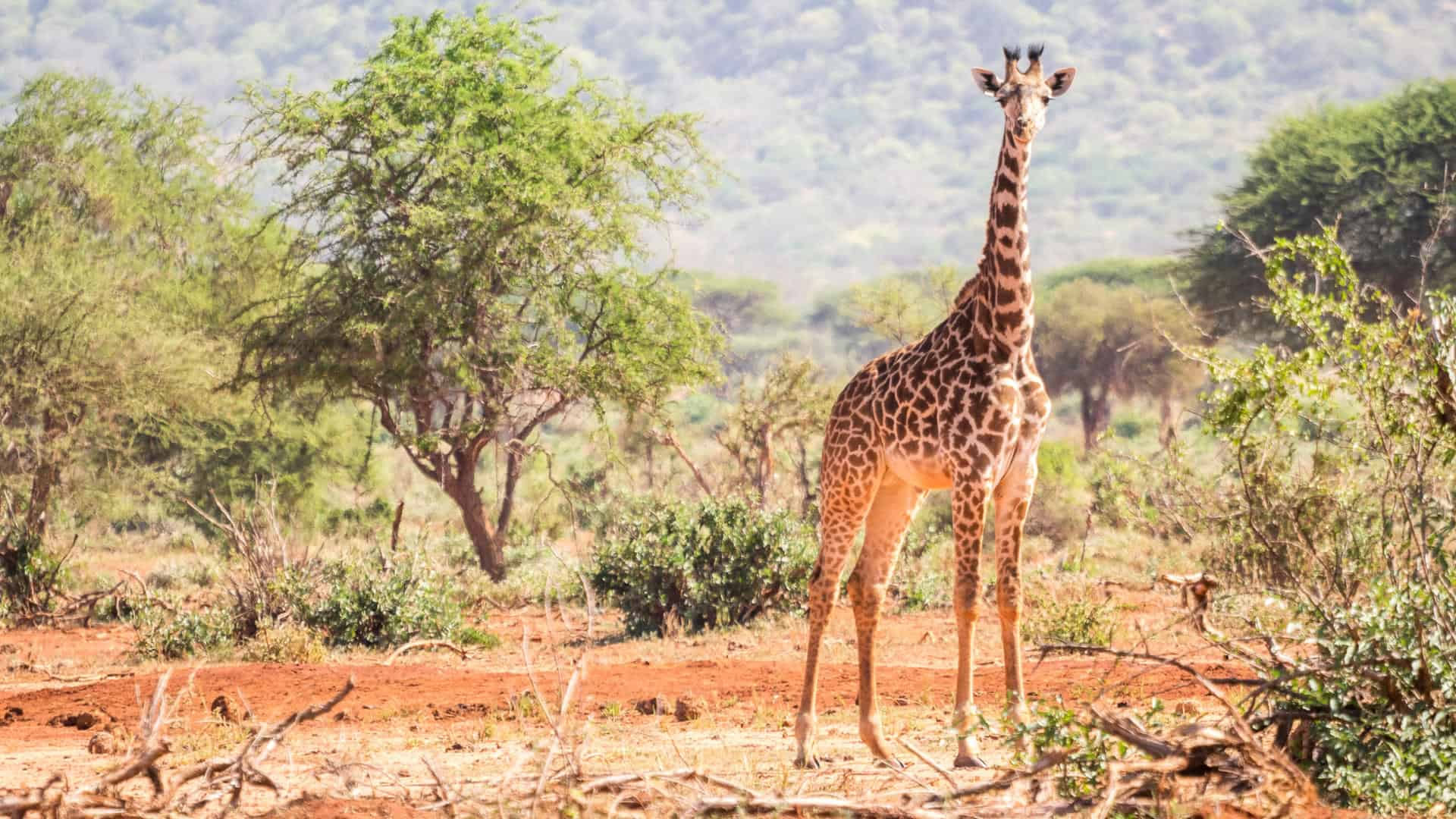 Ngorongoro Conservation Area