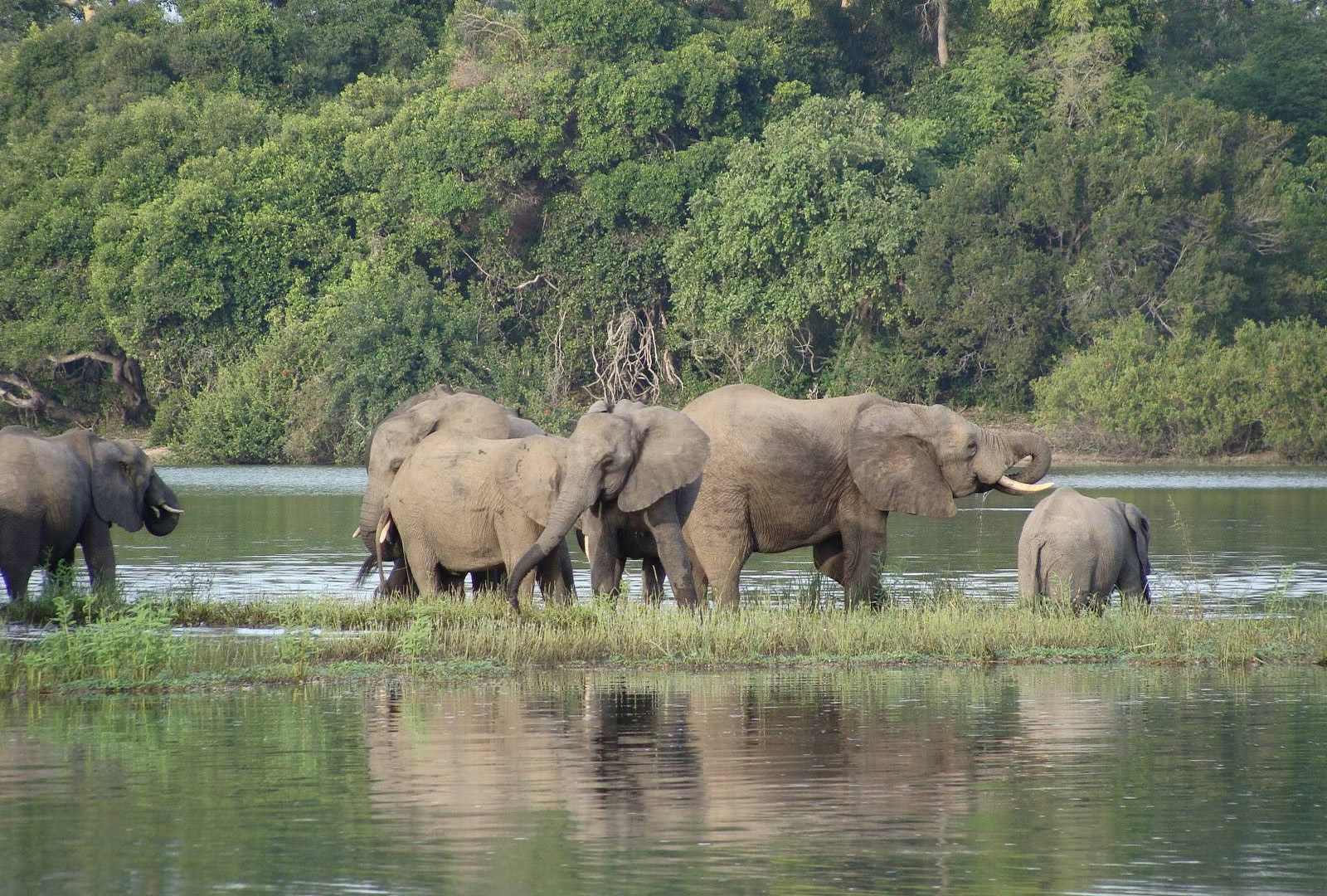 Nyerere National Park (Selous)