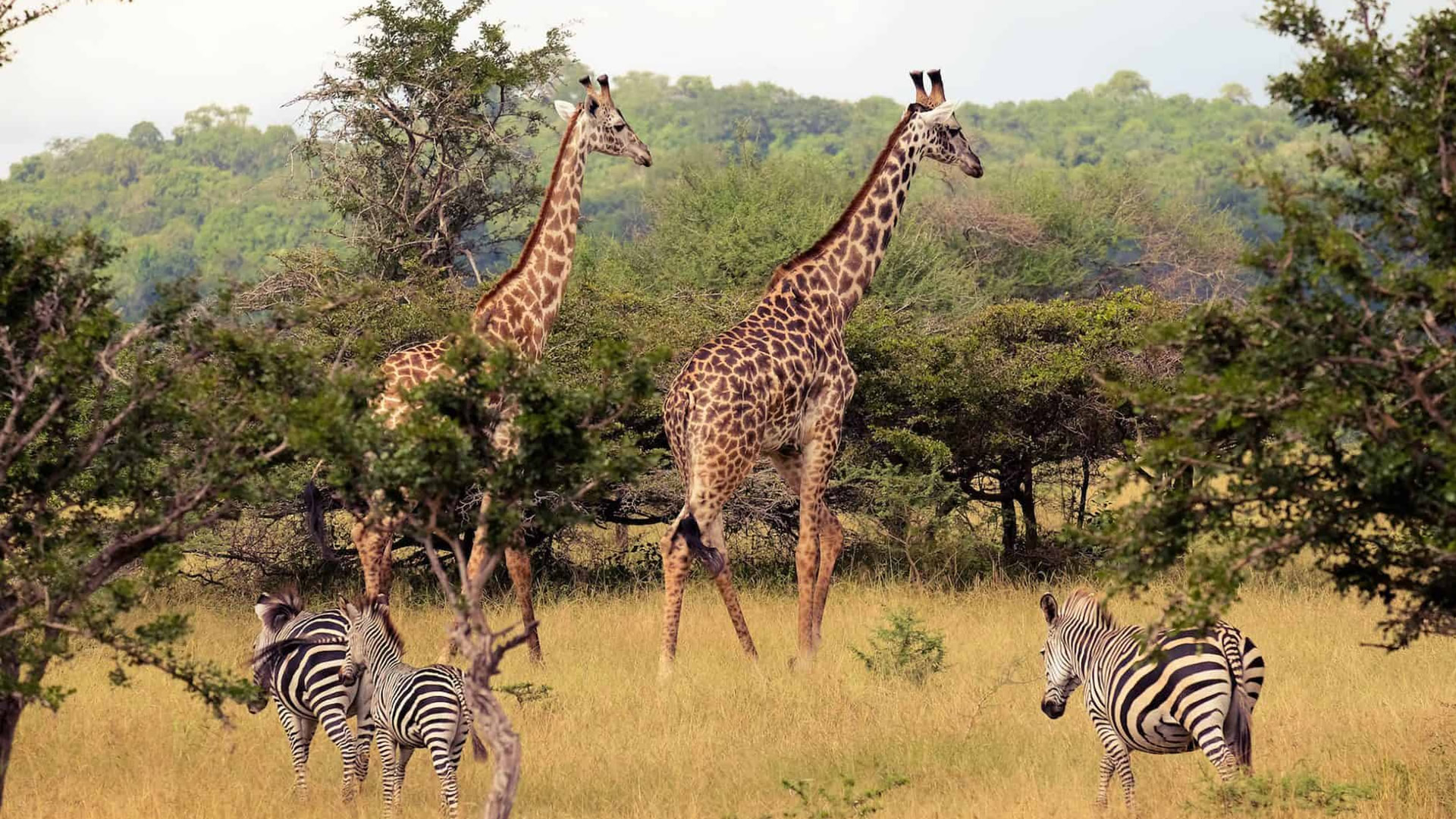 Nyerere National Park (Selous)